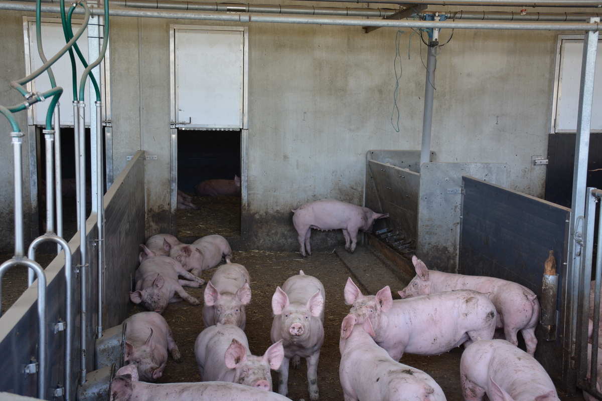 Des porcs dans une courette - Illustration La consommation de viande de porc progresse