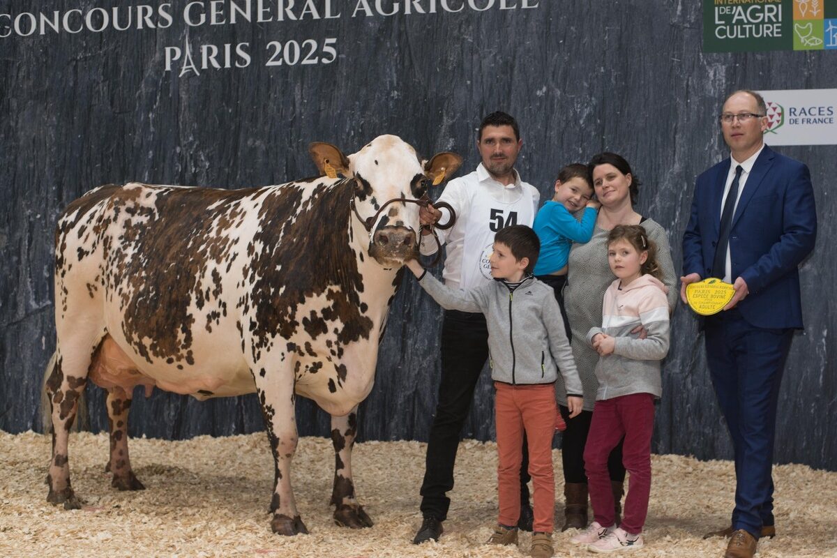 Une vache Normande sur le podium du concours de Paris accompagnée de deux hommes, une femme et trois enfants - Illustration Olande emporte tous les suffrages