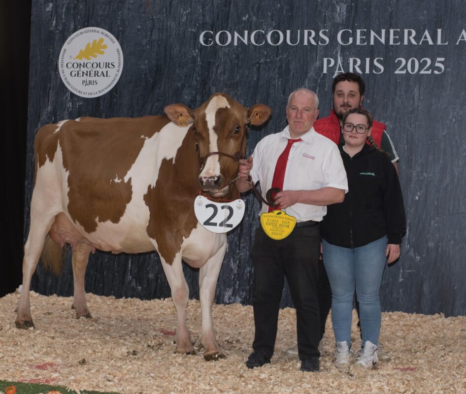 Pensée (Mack Red x Eboy), appartenant au Gaec de Saint-Gildas à Saint-Connec, a été sacrée Réserve de championnat Adulte au concours de la Pie Rouge de Paris 2025.