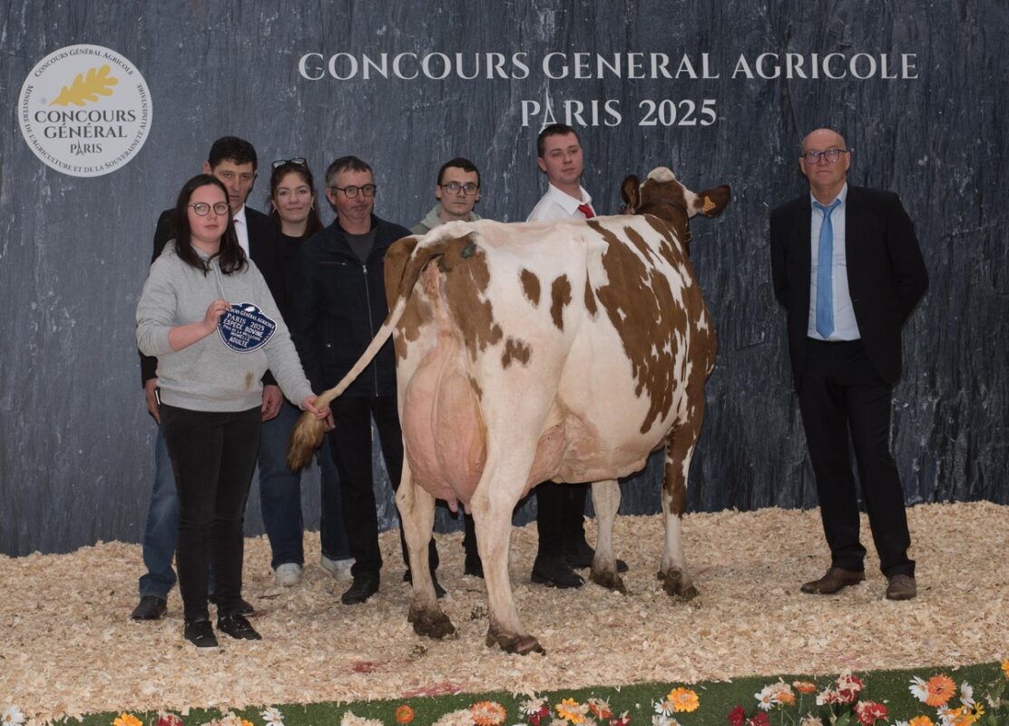 Doyenne du concours de la Pie Rouge de Paris 2025, Light (Albano x Fidelity), au Gaec Pirou à Poullaouen, a su tirer son épingle du jeu en ramenant le prix de section des vaches en 5e lactation et plus ainsi que les honneurs de Meilleure mamelle Adulte et de Grande laitière. Le juge Rémy Briant a insisté sur « la solidité et l’irrigation de sa mamelle, sa locomotion et ses qualités de conservation après avoir déjà vêlé sept fois ».  