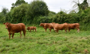 Vaches et veaux limousins dans une parcelle avec un haie