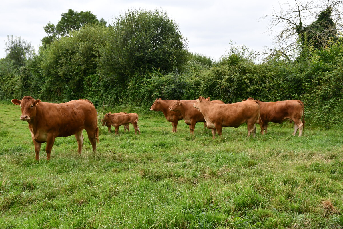 Vaches et veaux limousins dans une parcelle avec un haie - Illustration Des index Iboval plus justes, pour tous