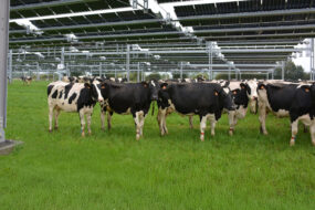 Des vaches sous des trackers solaires dans un champ