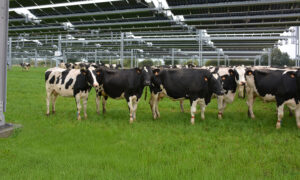 Des vaches sous des trackers solaires dans un champ