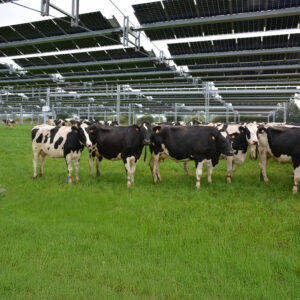 Des vaches sous des trackers solaires dans un champ