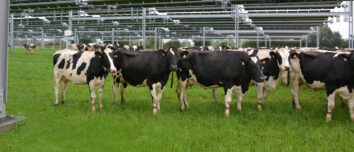 Des vaches sous des trackers solaires dans un champ