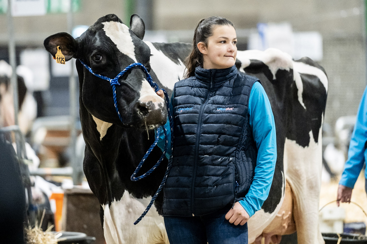 Une jeune fille et une vache sur un ring de concours bovin