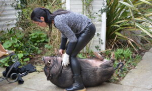 Une femme et un cochon