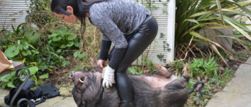 Une femme et un cochon