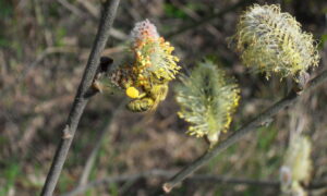 Abeille sur une fleur