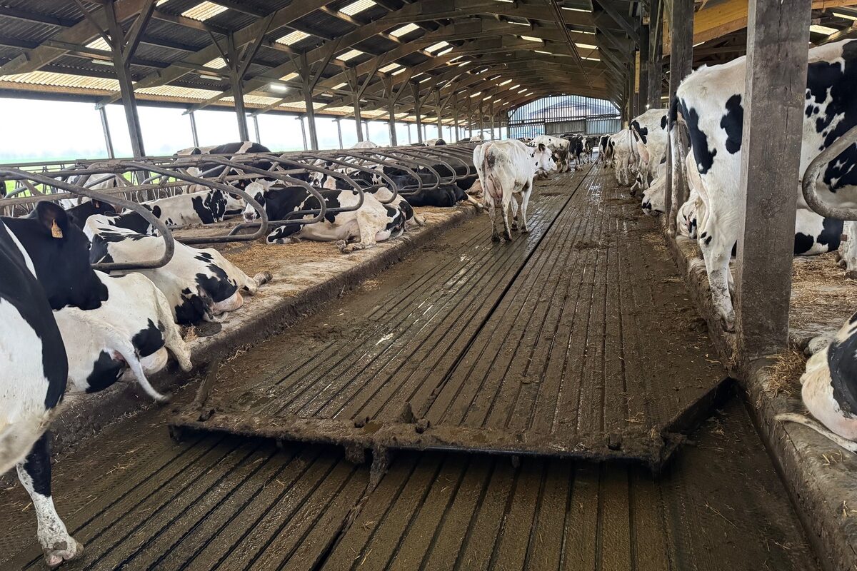 Des vaches dans une étable équipée de logettes, d'un racleur et d'un sol couvert de caoutchouc rainuré - Illustration Santé animale, santé humaine et environnement : Gare au fléau de l’antibiorésistance