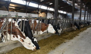 Les vaches laitières à l'auge dans une des stabulations