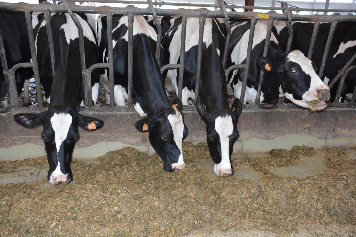 Des vaches au cornadis - Illustration La FNPL demande le rehaussement des seuils ICPE