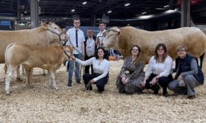 La famille avec la vache suitée et le taureau sur le ring