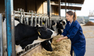 Une jeune fille en train de nourrir des vaches au râtelier