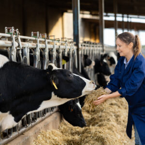 Une jeune fille en train de nourrir des vaches au râtelier