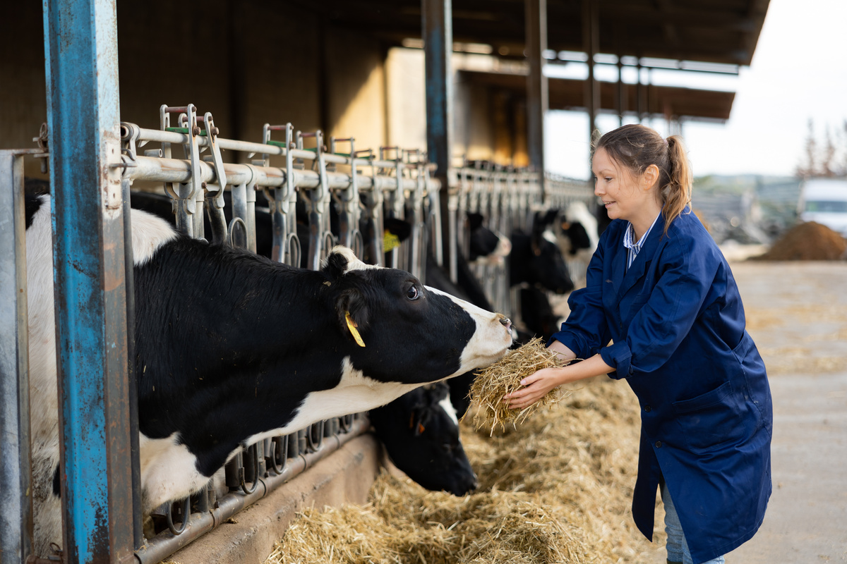 Une jeune fille en train de nourrir des vaches au râtelier - Illustration Baisse des aides à l’embauche