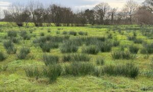 Du jonc dans une parcelle de zone humide en Bretagne