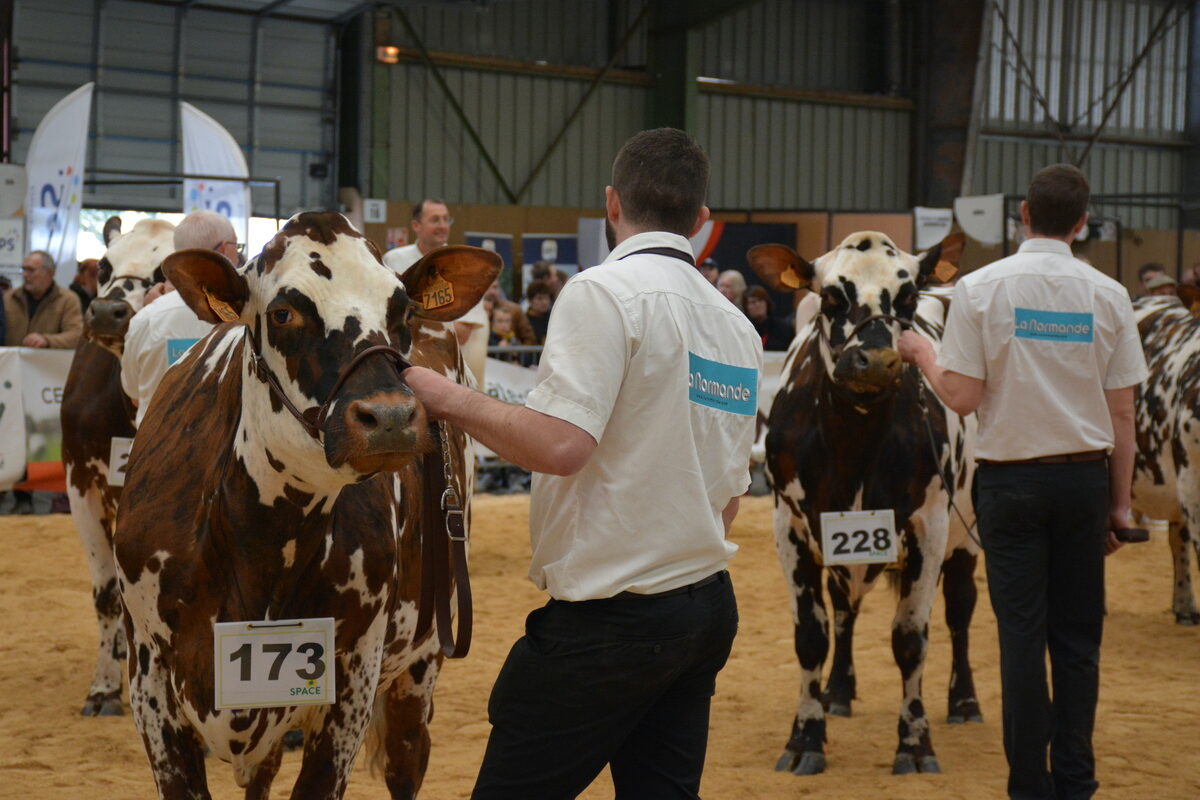 Vaches et présentateurs lors d'un Concours de la race normande à la Foire de Rennes - Illustration La Normande, reine  à la Foire de Rennes