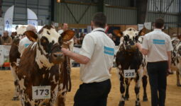 Vaches et présentateurs lors d'un Concours de la race normande à la Foire de Rennes