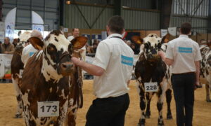 Vaches et présentateurs lors d'un Concours de la race normande à la Foire de Rennes