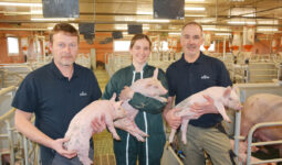 3 personnes dans une maternité porcine