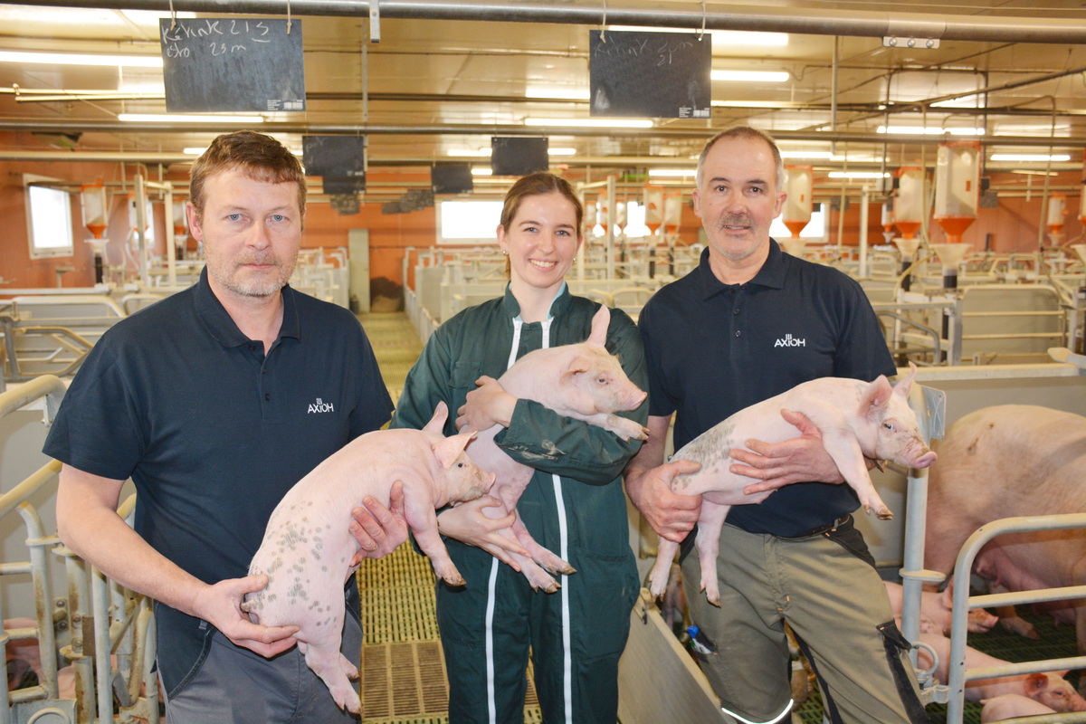 3 personnes dans une maternité porcine - Illustration Une truie rustique qui sèvre près de 15 porcelets