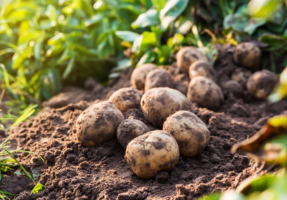 Pommes de terre au sol dans un champ - Illustration Produits organiques :  la clé pour des sols fertiles et des rendements optimisés