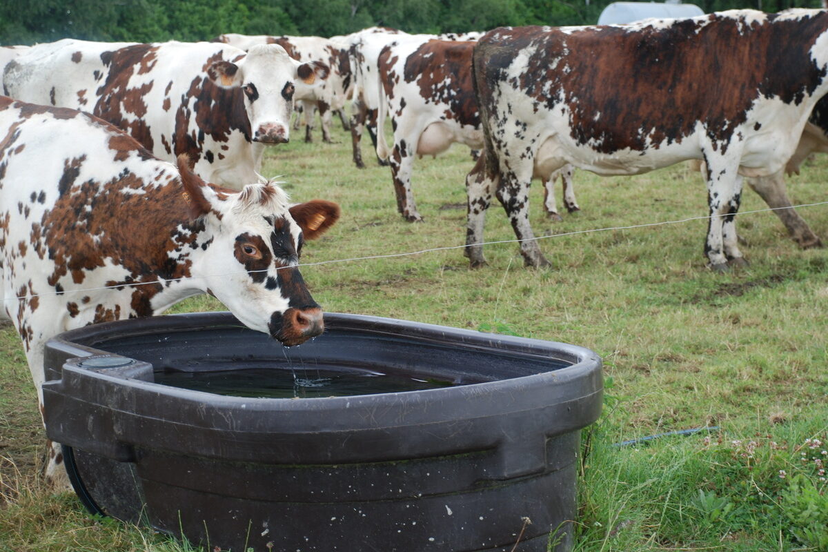 Une vache en train de boire dans un bac à eau - Illustration Une ressource en eau fragile, en Bretagne