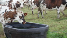 Une vache en train de boire dans un bac à eau