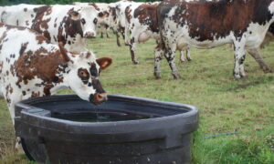 Une vache en train de boire dans un bac à eau