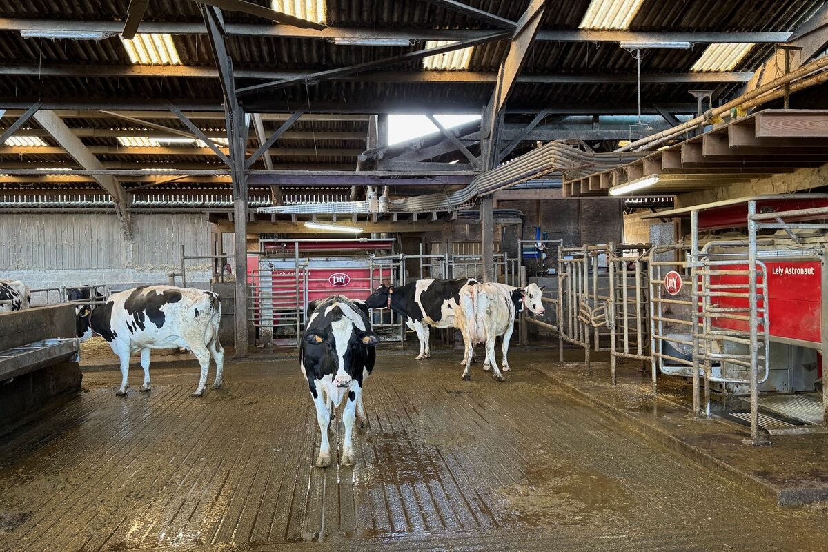 Quatre vaches laitières devant deux satelles de robot de traite  - Illustration Beaucoup plus de lait sans vache supplémentaire