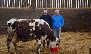 Hugo et Christophe Prodhomme, dans un bâtiment agricole, aux cotés de Déesse une vache normande