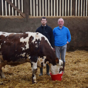 Hugo et Christophe Prodhomme, dans un bâtiment agricole, aux cotés de Déesse une vache normande