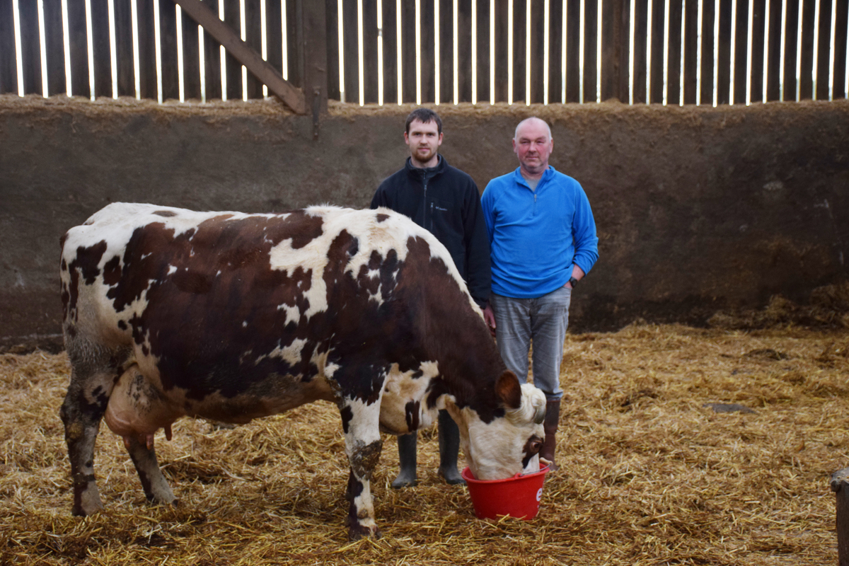 Hugo et Christophe Prodhomme, dans un bâtiment agricole, aux cotés de Déesse une vache normande - Illustration La Bretagne à l’heure Normande