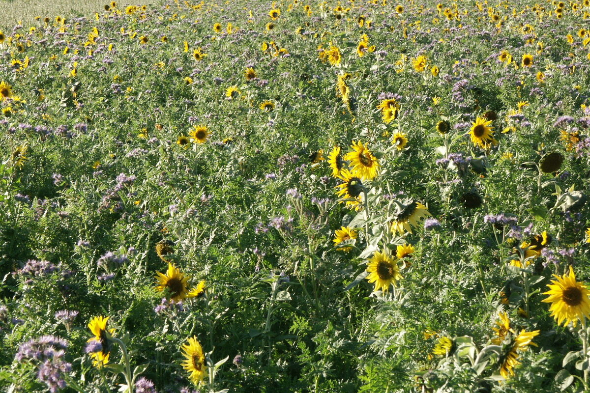 Champ de tournesol et de phacélie en fleur - Illustration Des reliquats sortie hiver assez faibles