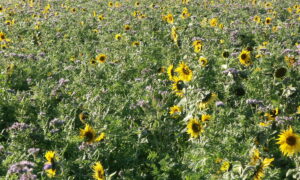 Champ de tournesol et de phacélie en fleur