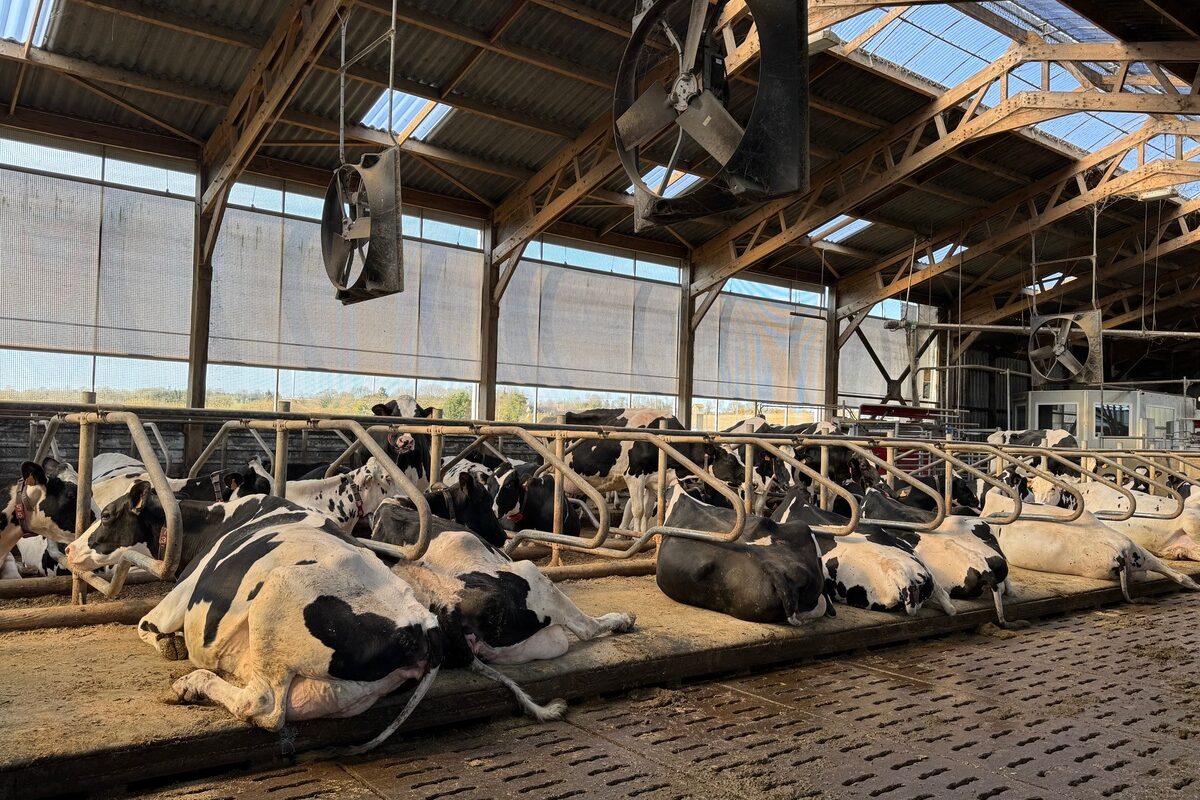 Des vache sen logettes - Illustration Sortir du lait au mètre carré