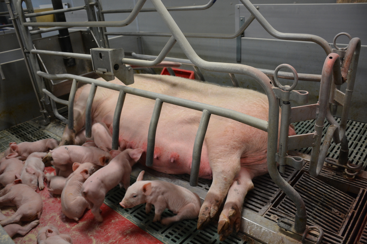 Une truie en train d'allaiter ses petits - Illustration La lumière et ses incidences sur les porcs