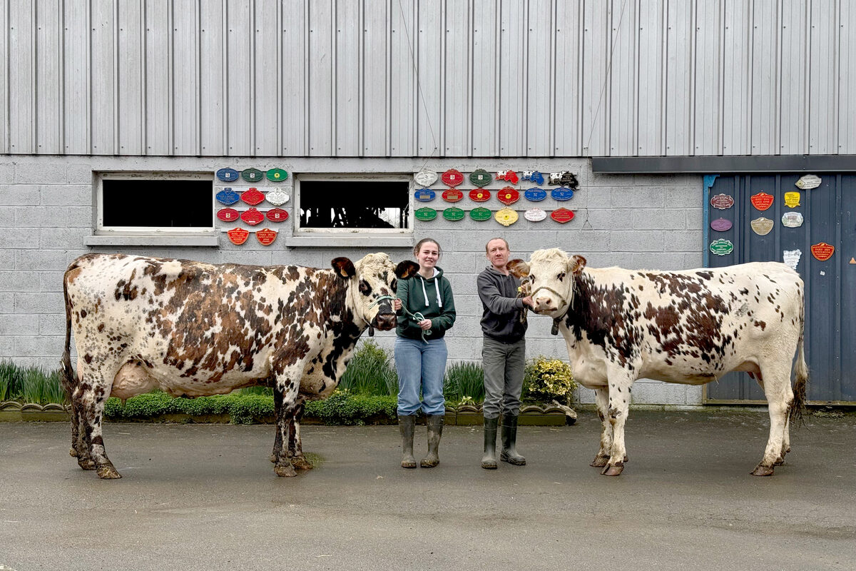 Une jeune femme et un homme présente deux vaches de race Normande - Illustration La Normande comme passion partagée