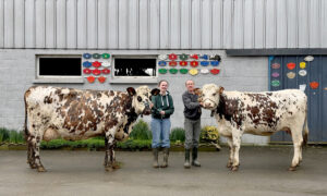 Une jeune femme et un homme présente deux vaches de race Normande