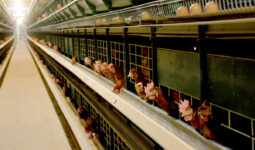 Poules pondeuses en cages