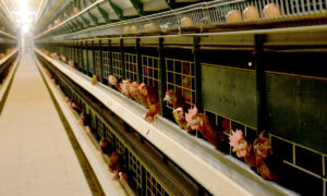 Poules pondeuses en cages