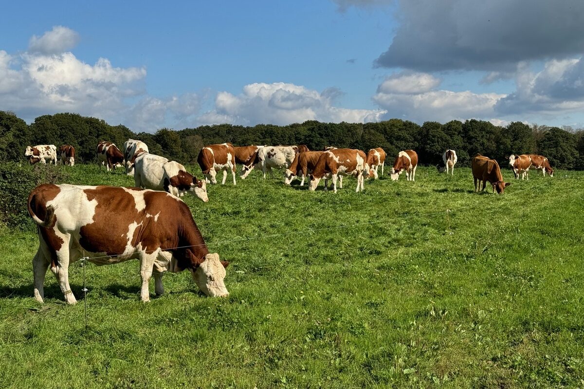 Un troupeau de vaches au pâturage sous un ciel bleu.  - Illustration L’engagé en MAEC 2023 doit être formé pour mai