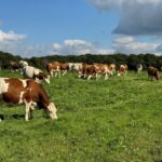 Un troupeau de vaches au pâturage sous un ciel bleu.