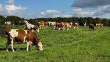 Un troupeau de vaches au pâturage sous un ciel bleu.