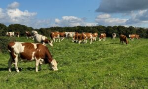 Un troupeau de vaches au pâturage sous un ciel bleu.