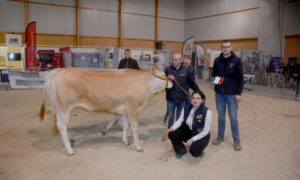 Dex gens avec une vache Blonde d'Aquitaine