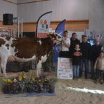 Des personnes avec une vache Pie Rouge