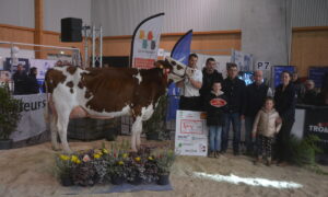 Des personnes avec une vache Pie Rouge